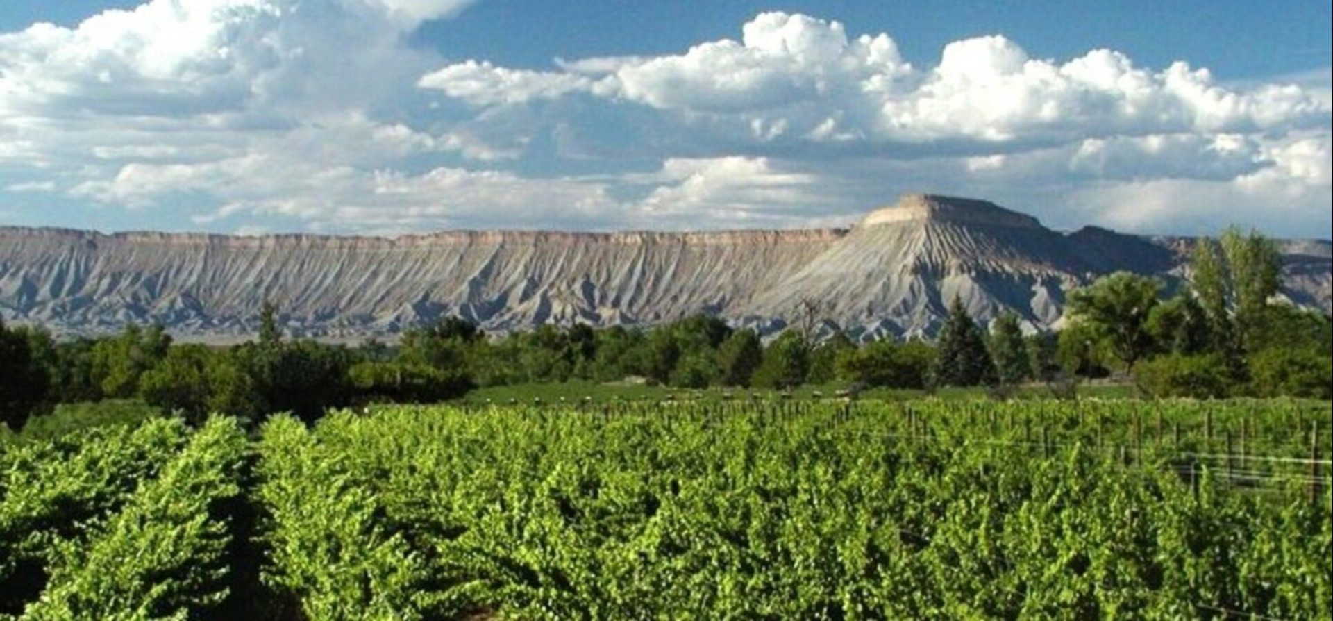 a view of mt. garfield overlooking a lush vineyard 